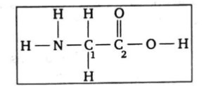 Chemistry diagram for: What are the hybridisation of the carbon atoms labeled C1 and C2, respectively in glycine? [SEE DIAGRAM]